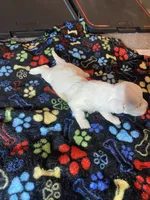 Whitety, a female Maltipoo for sale in Calumet City, IL – Photo 1 of 2