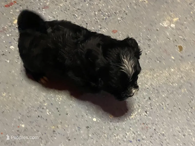 Blackie  – Maltipoo puppy for sale in Calumet City, IL
