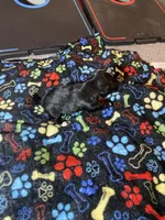 Blackie , a female Maltipoo for sale in Calumet City, IL – Photo 2 of 2