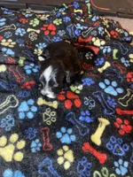 Blackie , a female Maltipoo for sale in Calumet City, IL – Photo 1 of 2