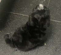 Blackie , a male Maltipoo for sale in Calumet City, IL – 3 of 4