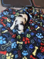Spot , a male Maltipoo for sale in Calumet City, IL – Photo 1 of 2
