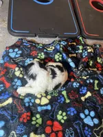 Spot , a male Maltipoo for sale in Calumet City, IL – Photo 2 of 2