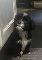 Blackie , a male Maltipoo for sale in Calumet City, IL – 1 of 4