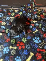 Midnight, a male Maltipoo for sale in Calumet City, IL – Photo 2 of 2