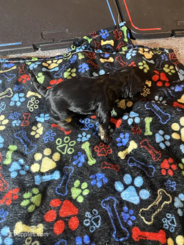 Midnight – Maltipoo puppy for sale in Calumet City, IL
