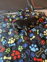 Midnight, a male Maltipoo for sale in Calumet City, IL – Photo 1 of 2