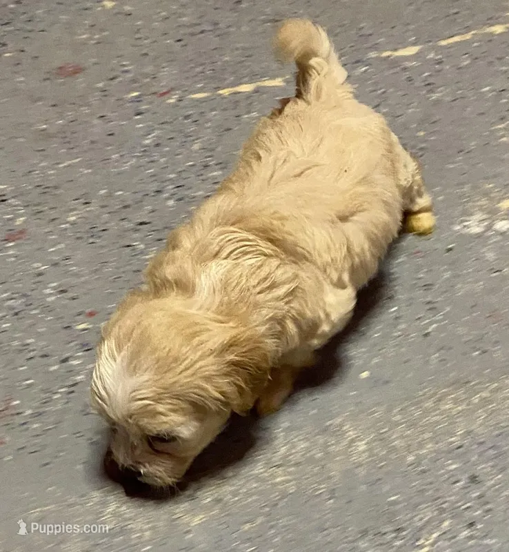 Cream girl  – Maltipoo puppy on hold in Calumet City, IL