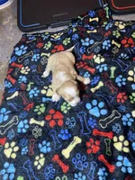 Cream girl , a female Maltipoo for sale in Calumet City, IL – Photo 2 of 2