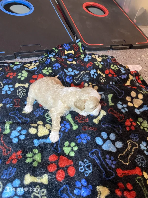 Cream girl  – Maltipoo puppy for sale in Calumet City, IL