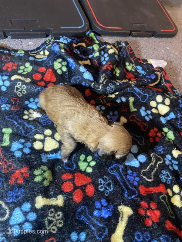 Brownie – Maltipoo puppy for sale in Calumet City, IL