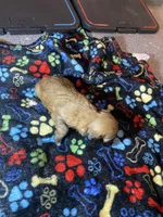 Brownie, a male Maltipoo for sale in Calumet City, IL – Photo 1 of 2