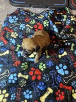 Brownie, a male Maltipoo for sale in Calumet City, IL – Photo 2 of 2