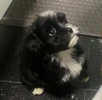 Blackie , a male Maltipoo for sale in Calumet City, IL – 2 of 4