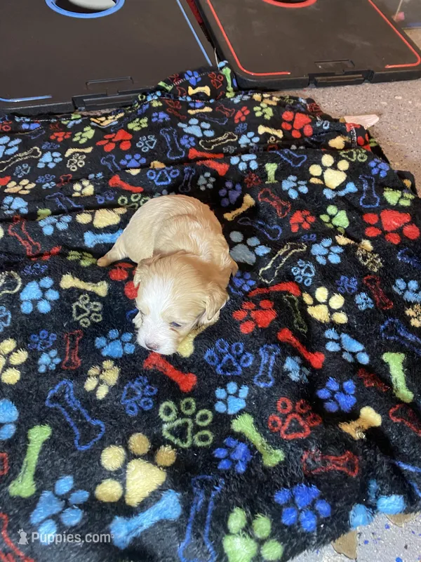 Cream boy  – Maltipoo puppy for sale in Calumet City, IL