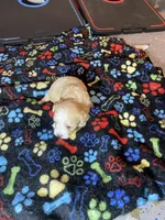 Cream boy , a male Maltipoo for sale in Calumet City, IL – Photo 1 of 2