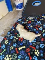 Cream boy , a male Maltipoo for sale in Calumet City, IL – Photo 2 of 2