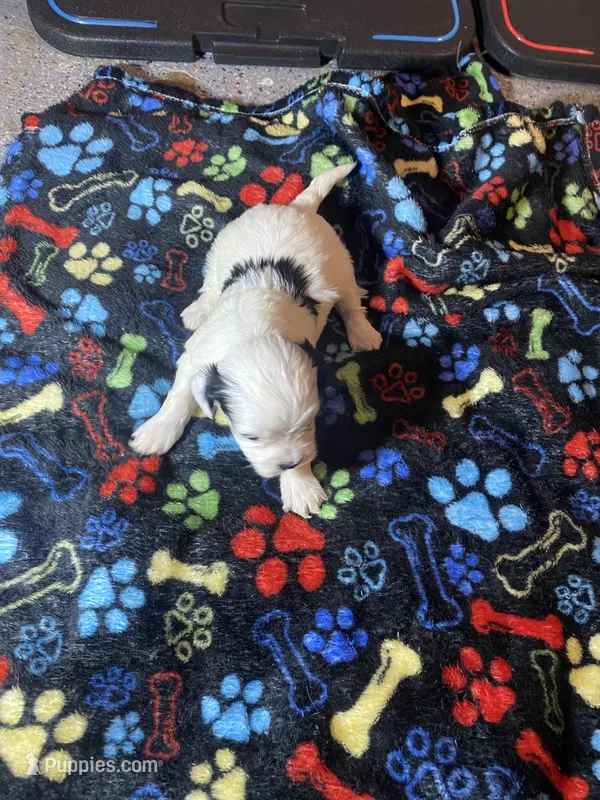 Girly , a female Maltipoo for sale in Calumet City, IL – Photo 1 of 2