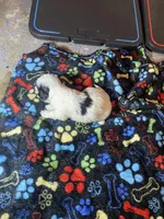 Girly , a female Maltipoo for sale in Calumet City, IL – Photo 2 of 2