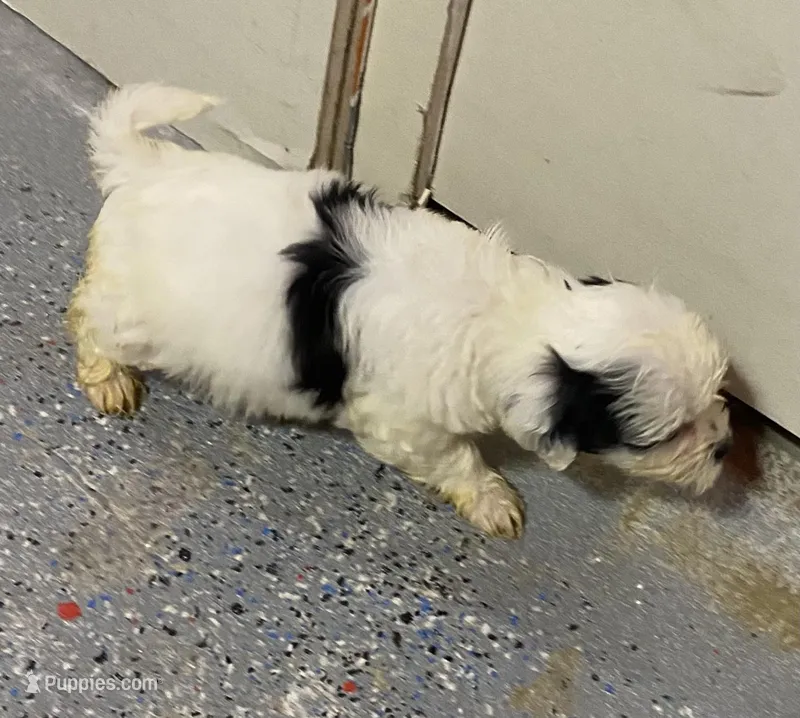 Girly  – Maltipoo puppy for sale in Calumet City, IL