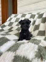 Knight, a male Miniature Schnauzer for sale in Rochester, IN – 3 of 7