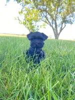 Casey, a female Miniature Schnauzer for sale in Rochester, IN – 7 of 8