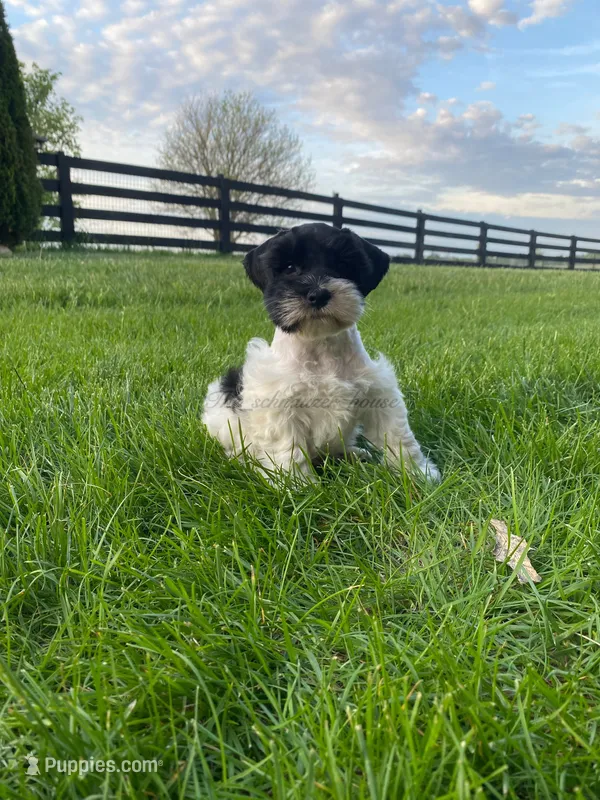 Junior – Miniature Schnauzer puppy for sale in Rochester, IN