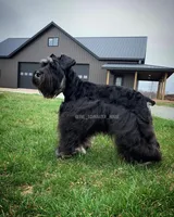 Simba, a male Miniature Schnauzer for sale in Rochester, IN – 2 of 3
