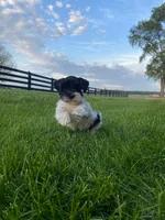 Junior, a male Miniature Schnauzer for sale in Rochester, IN – 5 of 5