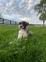 Timmy, a male Miniature Schnauzer for sale in Rochester, IN – 6 of 9