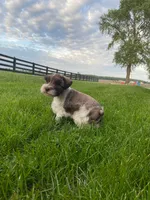 Timmy, a male Miniature Schnauzer for sale in Rochester, IN – 7 of 9