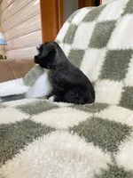 Knight, a male Miniature Schnauzer for sale in Rochester, IN – 5 of 7