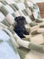 Casey, a female Miniature Schnauzer for sale in Rochester, IN – 2 of 8