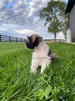 Timmy, a male Miniature Schnauzer for sale in Rochester, IN – 5 of 9