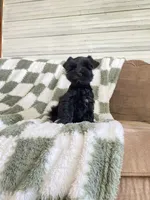 Knight, a male Miniature Schnauzer for sale in Rochester, IN – 2 of 7