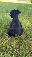 Casey, a female Miniature Schnauzer for sale in Rochester, IN – 6 of 8