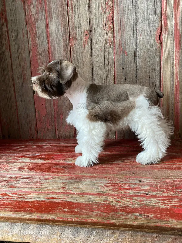 Timmy – Miniature Schnauzer puppy for sale in Rochester, IN