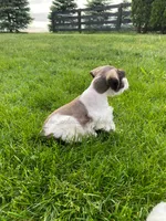 Timmy, a male Miniature Schnauzer for sale in Rochester, IN – 9 of 9