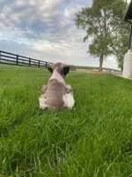 Timmy, a male Miniature Schnauzer for sale in Rochester, IN – 2 of 9