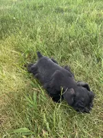 Knight, a male Miniature Schnauzer for sale in Rochester, IN – 7 of 7