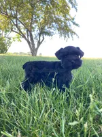 Casey, a female Miniature Schnauzer for sale in Rochester, IN – 3 of 8