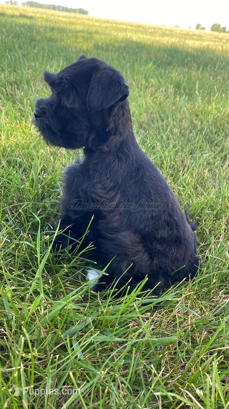 Casey – Miniature Schnauzer puppy for sale in Rochester, IN
