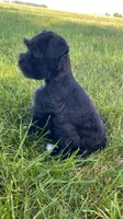 Casey, a female Miniature Schnauzer for sale in Rochester, IN – 1 of 8