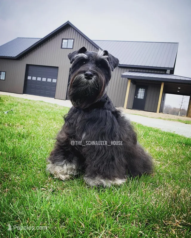 Simba – Miniature Schnauzer puppy for sale in Rochester, IN