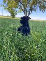 Casey, a female Miniature Schnauzer for sale in Rochester, IN – 8 of 8