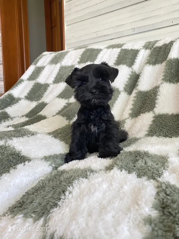 Knight – Miniature Schnauzer puppy for sale in Rochester, IN