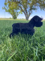 Casey, a female Miniature Schnauzer for sale in Rochester, IN – 4 of 8