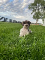 Timmy, a male Miniature Schnauzer for sale in Rochester, IN – 3 of 9