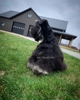 Simba, a male Miniature Schnauzer for sale in Rochester, IN – 3 of 3