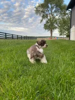 Timmy, a male Miniature Schnauzer for sale in Rochester, IN – 8 of 9